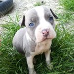 Cuccioli Amstaff