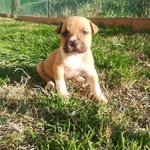 Cuccioli Amstaff - Foto n. 2