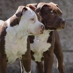 Cuccioli American Pitbull Terrier ukc red nose con Pedigree
