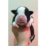 Disponibili Cuccioli di Boxer - Foto n. 2