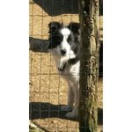 Cuccioli Border Collie Piemonte