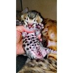 Gattini Bengala Maschi e Femmine - Foto n. 4