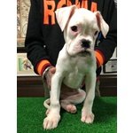 Cucciola di Boxer Bianca con Pedigree - Foto n. 1