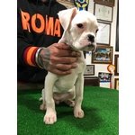 Cucciola di Boxer Bianca con Pedigree - Foto n. 3