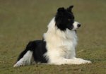 Cuccioli Border Collie Piemonte - Foto n. 2