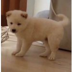 Shiba inu Cucciolo