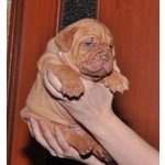 Dogue de Bordeaux Cucciolo