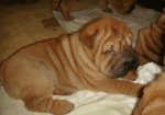 Shar pei Cucciolo