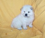 Chow chow Cucciolo - Foto n. 2