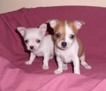 Chihuahua Cucciolo - Foto n. 2
