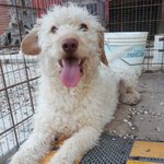 🐶 Altra Razza femmina di 5 anni e 11 mesi in adozione a Pescara (PE) e in tutta Italia da associazione animali