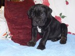 Cuccioli cane Corso - Foto n. 2