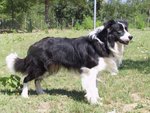 Cuccioli Border Collie Piemonte - Foto n. 5