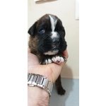 Cuccioli di Boxer alta Genealogia Disponibili - Foto n. 1