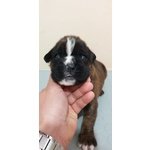 Cuccioli di Boxer alta Genealogia Disponibili - Foto n. 2