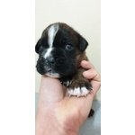 Cuccioli di Boxer alta Genealogia Disponibili - Foto n. 3