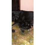 Cuccioli di cane Corso nati in data 30.03.2019 e Disponibili dal 01.06.2019 - Foto n. 2