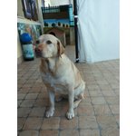 Labrador Regalo - Foto n. 3