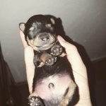 Pinscher Toy - Foto n. 1