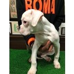 Cucciola di Boxer Bianca con Pedigree - Foto n. 2