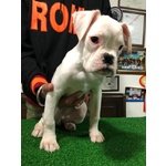 Cucciola di Boxer Bianca con Pedigree - Foto n. 3
