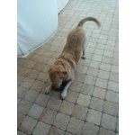 Labrador Regalo - Foto n. 4