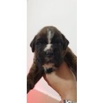 Disponibili Cuccioli di Boxer - Foto n. 1