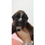 Disponibili Cuccioli di Boxer - Foto n. 2