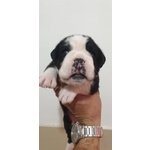 Disponibili Cuccioli di Boxer - Foto n. 4