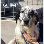 GULLIVER simil setter bianco e nero