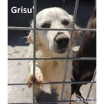 Grisu’- Derivato Setter Bianco Limone - Foto n. 1