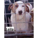 Leila- una Bella Principessa Trovata con Collarino