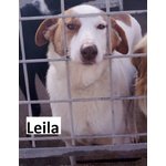 Leila- una Bella Principessa Trovata con Collarino - Foto n. 1