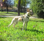 To.cucciolona 11 mesi mix Labrador-Levrierina Timidissima Cerca Padroni Speciali!