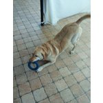 Labrador Regalo