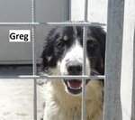 Greg – Simil Springer Spaniel