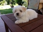 Cucciolo Maltese Maschio