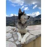 Maya. un Siberian Husky Fantastico