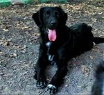 Obina.. un mix flat coated retriever. elegante davvero.