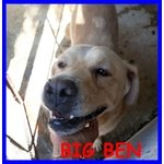 Big ben Simil Labrador Buonissimo Soffre Troppo la Solitudine