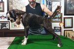 Cucciolo di Boxer Disponibile con Pedigree Enci - Foto n. 4