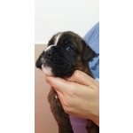 Disponibili Cuccioli di Boxer alta Genealogia