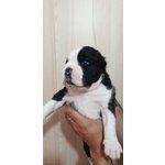 Disponibili Cuccioli di Boxer alta Genealogia - Foto n. 4