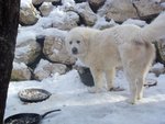 Cuccioli di Pastore Maremmano Abruzzese - Foto n. 2