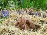 Disponibili Cuccioli di Coniglio Ariete Nano - Foto n. 2