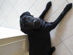 Labrador Retriever Nero