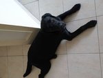 Labrador Retriever Nero - Foto n. 2