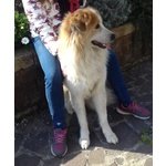 🐶 Pastore Maremmano maschio in adozione a Monte Argentario (GR) da privato