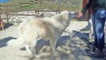 Cuccioli di Pastore Maremmano Abruzzese - Foto n. 4