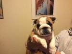 Cuccioli Bulldog Inglese - Foto n. 2